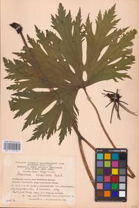 Aconitum septentrionale Koelle, Eastern Europe, Eastern region (E10) (Russia)