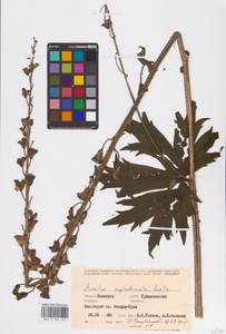 Aconitum septentrionale Koelle, Eastern Europe, Eastern region (E10) (Russia)