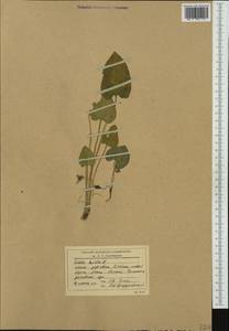 Viola hirta L., Western Europe (EUR) (Romania)