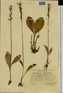 Platanthera bifolia (L.) Rich., Eastern Europe, Eastern region (E10) (Russia)