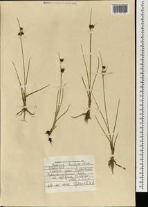 Juncus castaneus subsp. triceps (Rostk.) Novikov, Mongolia (MONG) (Mongolia)