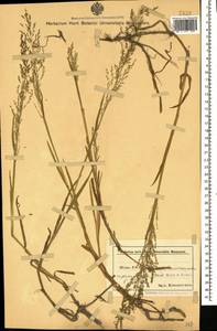 Catabrosa aquatica (L.) P.Beauv., Caucasus, Azerbaijan (K6) (Azerbaijan)