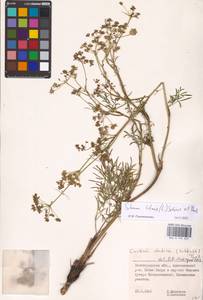 Silaum silaus (L.) Schinz & Thell., Eastern Europe, Lower Volga region (E9) (Russia)