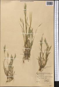 Bromus lanceolatus Roth, Middle Asia, Karakum (M6) (Turkmenistan)