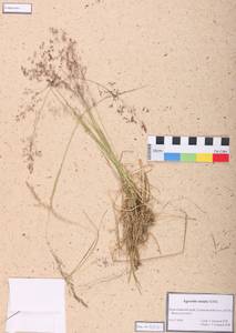 Agrostis capillaris L., Siberia, Altai & Sayany Mountains (S2) (Russia)