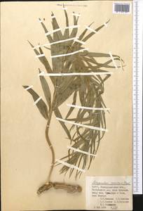 Polygonatum sewerzowii Regel, Middle Asia, Pamir & Pamiro-Alai (M2) (Uzbekistan)