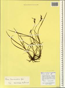 Carex transcaucasica T.V.Egorova, Caucasus, Stavropol Krai, Karachay-Cherkessia & Kabardino-Balkaria (K1b) (Russia)