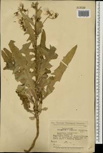 Lactuca tatarica (L.) C. A. Mey., Eastern Europe, South Ukrainian region (E12) (Ukraine)