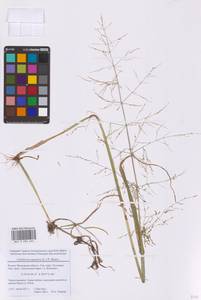 Catabrosa aquatica (L.) P.Beauv., Eastern Europe, Moscow region (E4a) (Russia)