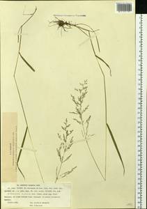 Agrostis gigantea Roth, Siberia, Western Siberia (S1) (Russia)