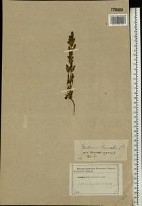 Gentianella amarella var. lingulata (C. Agardh) T. Karlsson, Eastern Europe, Western region (E3) (Russia)