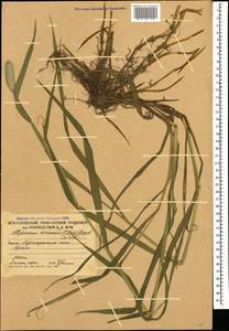 Alopecurus arundinaceus Poir., Caucasus, South Ossetia (K4b) (South Ossetia)