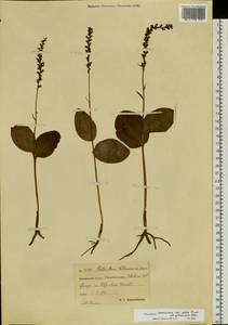 Platanthera chorisiana (Cham.) Rchb.f., Siberia, Chukotka & Kamchatka (S7) (Russia)