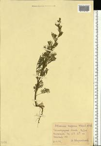 Artemisia scoparia Waldst. & Kit., Eastern Europe, Lower Volga region (E9) (Russia)