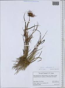 Juncus articulatus L., Eastern Europe, Central forest region (E5) (Russia)