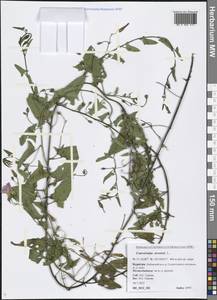 Convolvulus arvensis L., Siberia, Baikal & Transbaikal region (S4) (Russia)