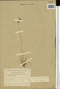 Poa annua L., Eastern Europe, North-Western region (E2) (Russia)