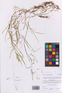 Poa annua L., Eastern Europe, Moscow region (E4a) (Russia)