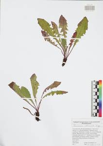 Taraxacum officinale Weber ex Wiggins, Eastern Europe, Central region (E4) (Russia)