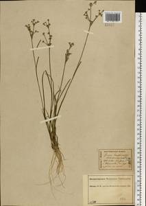 Juncus articulatus L., Eastern Europe, Central forest region (E5) (Russia)