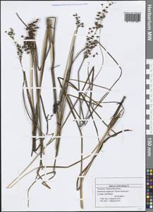 Juncus articulatus L., Eastern Europe, Middle Volga region (E8) (Russia)