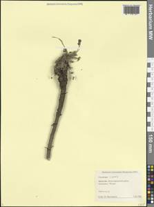 Oxytropis albana Steven, Caucasus, Dagestan (K2) (Russia)