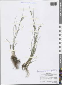 Juncus compressus Jacq., Eastern Europe, Lower Volga region (E9) (Russia)