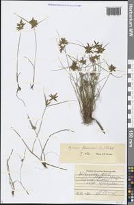 Cyperus flavescens L., Caucasus, Georgia (K4) (Georgia)