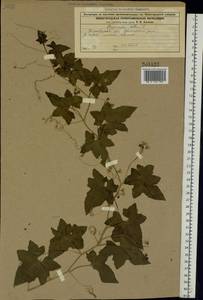 Bryonia alba L., Eastern Europe, Middle Volga region (E8) (Russia)