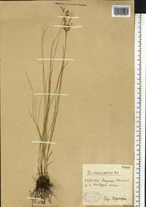 Juncus compressus Jacq., Siberia, Yakutia (S5) (Russia)