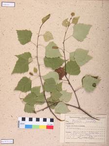 Betula pendula Roth, Siberia, Central Siberia (S3) (Russia)