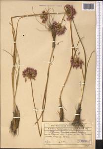 Allium barsczewskii Lipsky, Middle Asia, Muyunkumy, Balkhash & Betpak-Dala (M9) (Kazakhstan)
