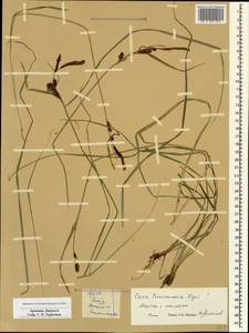 Carex transcaucasica T.V.Egorova, Caucasus, Armenia (K5) (Armenia)