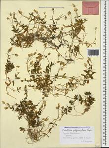 Cerastium polymorphum Rupr., Caucasus, South Ossetia (K4b) (South Ossetia)