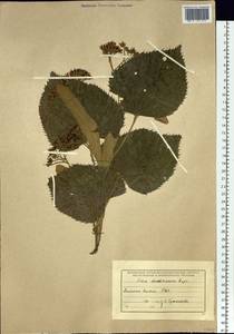 Tilia mandshurica Rupr. & Maxim., Siberia, Russian Far East (S6) (Russia)