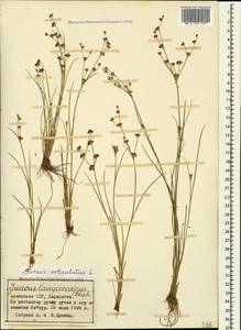 Juncus articulatus L., Caucasus, Armenia (K5) (Armenia)