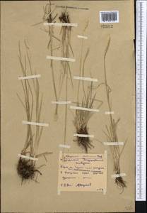 Alopecurus arundinaceus Poir., Middle Asia, Northern & Central Kazakhstan (M10) (Kazakhstan)