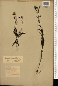 Hieracium umbellatum L., Eastern Europe, Belarus (E3a) (Belarus)