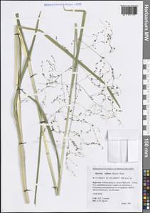 Glyceria lithuanica (Gorski) Gorski, Siberia, Baikal & Transbaikal region (S4) (Russia)