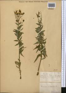 Hieracium umbellatum L., Middle Asia, Muyunkumy, Balkhash & Betpak-Dala (M9) (Kazakhstan)