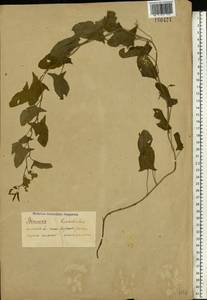 Convolvulus arvensis L., Eastern Europe (no precise locality) (E0) (Not classified)