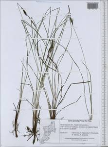 Carex nigra subsp. juncea (Fr.) Soó, Eastern Europe, North-Western region (E2) (Russia)