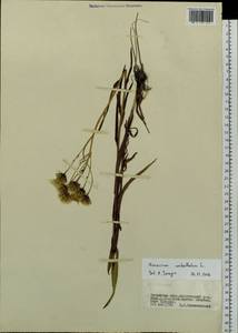 Hieracium umbellatum L., Siberia, Baikal & Transbaikal region (S4) (Russia)
