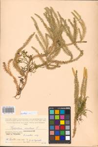 Spinulum annotinum subsp. annotinum, Eastern Europe, Moscow region (E4a) (Russia)