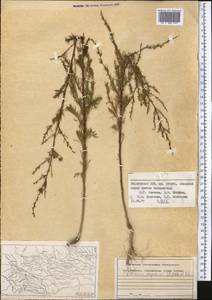 Artemisia scoparia Waldst. & Kit., Middle Asia, Pamir & Pamiro-Alai (M2) (Tajikistan)
