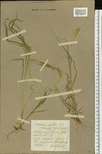Setaria viridis (L.) P.Beauv., Siberia, Altai & Sayany Mountains (S2) (Russia)