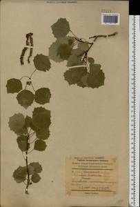 Populus tremula L., Eastern Europe, South Ukrainian region (E12) (Ukraine)