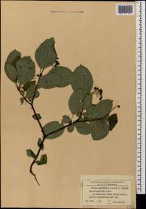 Cornus sanguinea subsp. australis (C.A.Mey.) Jáv., Caucasus, Black Sea Shore (from Novorossiysk to Adler) (K3) (Russia)