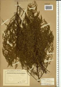 Artemisia scoparia Waldst. & Kit., Eastern Europe, Rostov Oblast (E12a) (Russia)