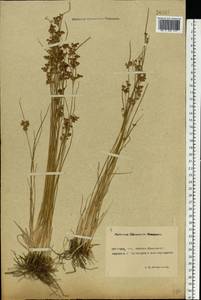 Juncus compressus Jacq., Eastern Europe, Rostov Oblast (E12a) (Russia)